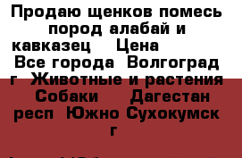 Продаю щенков помесь пород алабай и кавказец. › Цена ­ 1 500 - Все города, Волгоград г. Животные и растения » Собаки   . Дагестан респ.,Южно-Сухокумск г.